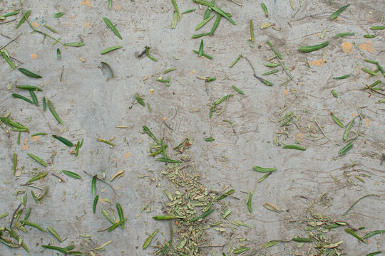 Imagen cenital del suelo de cemento con hojas verdes caídas textura ideal de naturaleza de un parque 