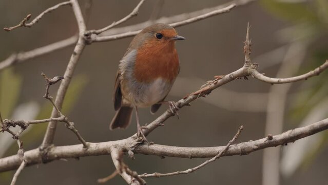 Female European Read Breast Robin Perched on Branch, Close Up Slow Motion