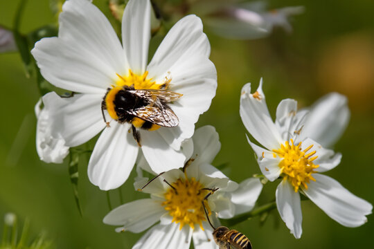 Bee. Bee flying over a flower. Bee on a flower. Macro. Shallow depth of field. Bee on dandelion flower in nature. Macro photo. Bee on a purple flower in the garden. Shallow depth of field