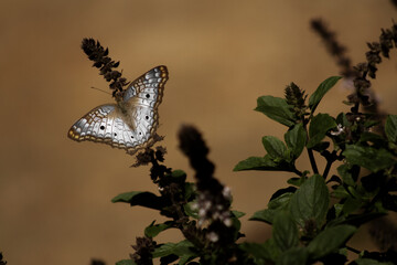 borboleta c asas abertas