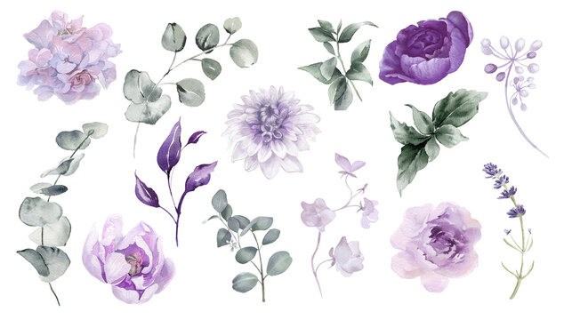 Violet flower isolated. Watercolor floral set. Purple, mauve, lilac, lavender flowers and greenery collection for wedding invitation, greeting card, print design
