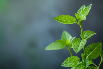 Fototapeta na wymiar Mint plant on dark background, macro, summer, springtime, environment