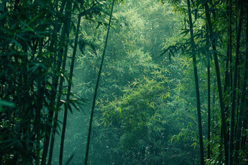 A lush green forest with trees that are wet from the rain