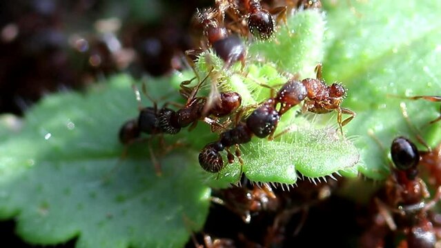 Des fourmis travaillent en communaut&eacute;