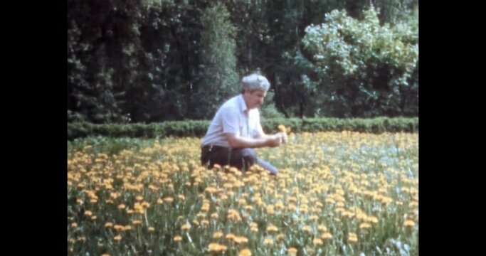Man picking flowers in sunny summer meadow. Man collecting yellow dandelions in park background. Calm, recreation leisure in nature. Archival vintage color film. Retro archive. Old 1980s Moscow Russia
