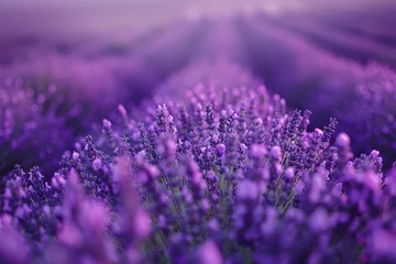 Foto auf Glas A field of purple flowers with a lot of purple flowers © mila103