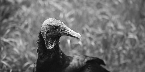 Black condor in a free nature.	
