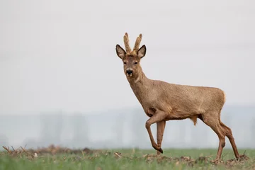Tuinposter Roe deer, capreolus capreolus, single male on grass © Michael Krüger