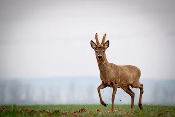 Selbstklebende Fototapeten Roe deer, capreolus capreolus, single male on grass © Michael Krüger