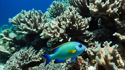Fototapeta na wymiar Tropical Reef Fish 