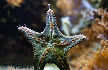 Underside of Sea Star