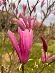Close up of beautiful pink magnolia flowers on the branches of a tree on a lawn in an organic country garden in Spring the vibrant colour plant blossom  in full bloom