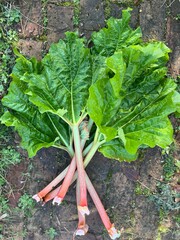 Close up of organic rhubarb  healthy green large leaves and long delicious stalks on vintage brick path, the fresh ripe fruit harvest from allotment garden raised composted vegetable bed soil