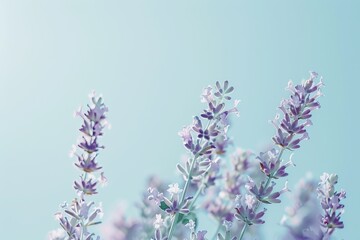 Lavender flowers on blue sky background, soft focus. Nature background.