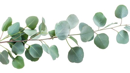 Obraz premium Eucalyptus On White Background - Isolated Tree Branch and Green Leaves Nature Closeup