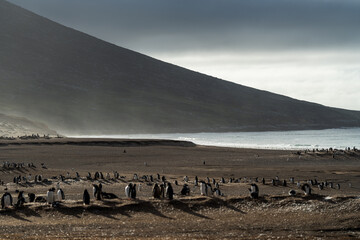 Gentoo penguins in Falkland Islands along the beach with ocean backdrop 