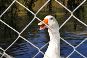 Goose behind fence with lake in the background