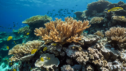 Fototapeta na wymiar Underwater Coral Reef 