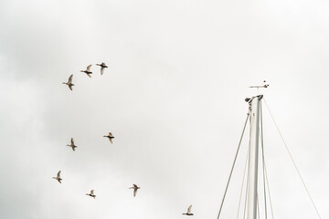 vol de canards sauvage  au dessus du port