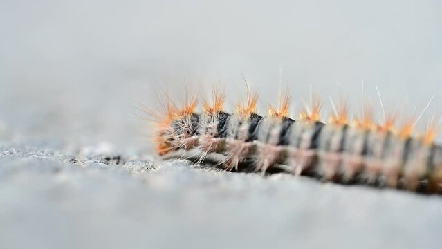 Caterpillars highly allergenic to humans and pets. Pine processionary. Row of pine processionary caterpillar on the ground. Caterpillars in spring. 