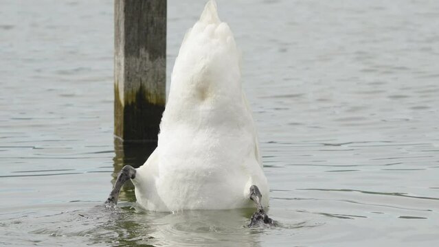 Schwan steckt Kopf unter Wasser, Schwanz in die H&ouml;h. Greifensee Ende M&auml;rz, Schweiz.