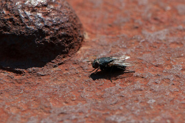 Fly on bridge
