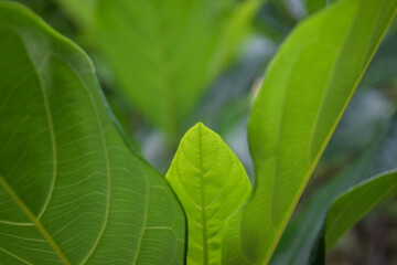 jackfruit leaves. fill the frame, close-up photo of leaves