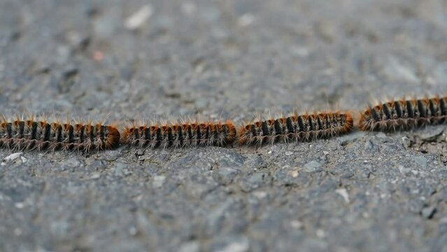 Caterpillars highly allergenic to humans and pets. Pine processionary. Row of pine processionary caterpillar on the ground. Caterpillars in spring. 