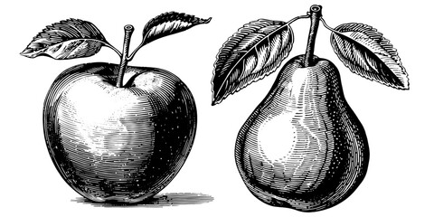 Set of pear and apple illustration. Vintage fruit collection. Hand drawn engraved art isolated on white background. Food logotype .