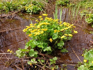 Caltha palustris is a poisonous perennial plant with cord-like roots in the water of a forest stream. Spring yellow water flower on a reservoir.