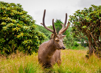 Elk, in the woods, Sri Lanka