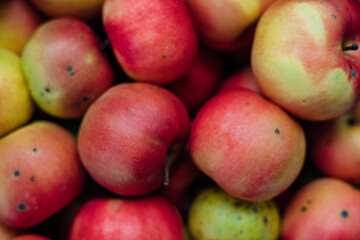 Ripe juicy apples in the box. The fruits are red and yellow in color. Autumn harvest.