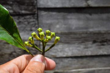 photo holding freshly picked cloves