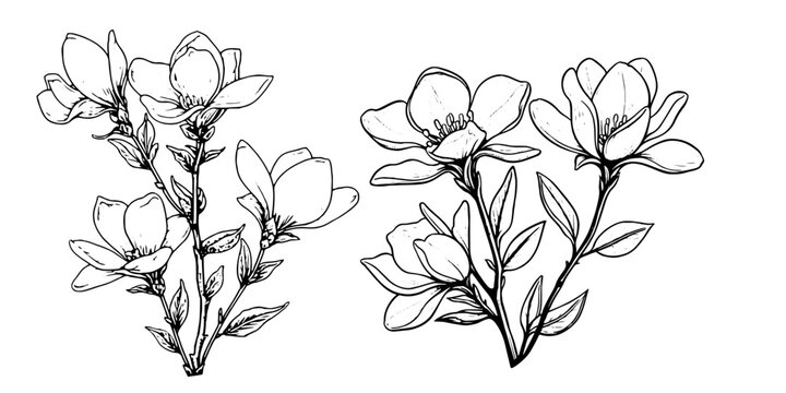 Vintage Magnolia Flower Vector Outline. Hand-drawn sketches in black and white, ideal for spring-themed designs, wedding invitations, and botanical illustrations
