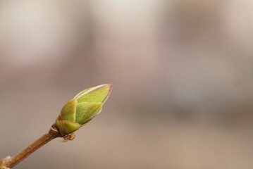 a spring banner with a budding lilac on a branch with a midge in close-up with a free place to...