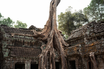 Ta Prohm Tomb Raider Temple in Angkor complex Cambodia