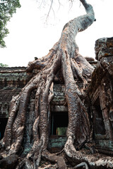 Ta Prohm Tomb Raider Temple in Angkor complex Cambodia