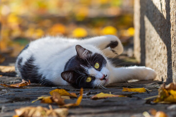 Cat laying down with autumn colours