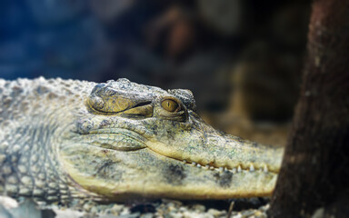 Elegant side portrait of crocodile.