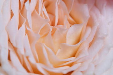 Close up of pale beige rose petals, soft focus.