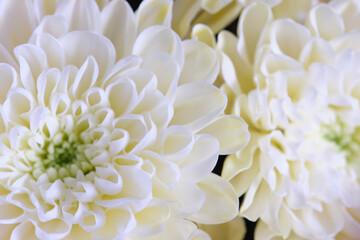 White chrysanthemum close-up, floral background.