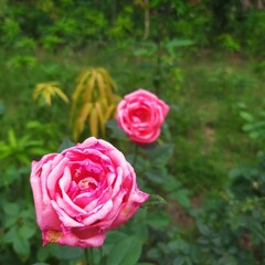 In my yard there are two roses in the bush