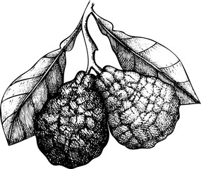 Hand-drawn bergamot illustration. Citrus fruit vector sketch. Exotic plant botanical drawing - obrazy, fototapety, plakaty