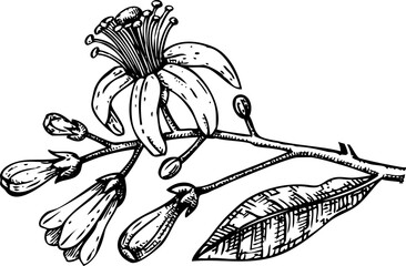Hand-drawn lemon flower illustration. Citrus fruit vector sketch. Exotic plant botanical drawing - 772523901