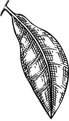 Hand-drawn lemon leaf illustration. Citrus fruit vector sketch. Exotic plant botanical drawing
