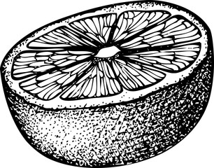 Hand-drawn bergamot illustration. Citrus fruit vector sketch. Exotic plant botanical drawing - obrazy, fototapety, plakaty
