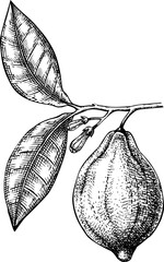 Hand-drawn lemon illustration. Citrus fruit vector sketch. Exotic plant botanical drawing - 772523933