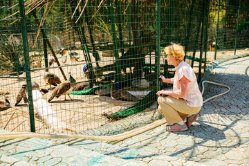 Senior tourist woman on an excursion to the zoo. Elderly woman squatting near cage with peacocks in...