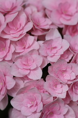 Hortensia pink