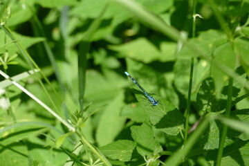 Libelle - Großes und Weißes Moor zwischen Oldendorf und Elm